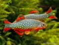 /album/fotogalerie-danio-perlove-danio-margaritatus/a1-danio-jpg1/